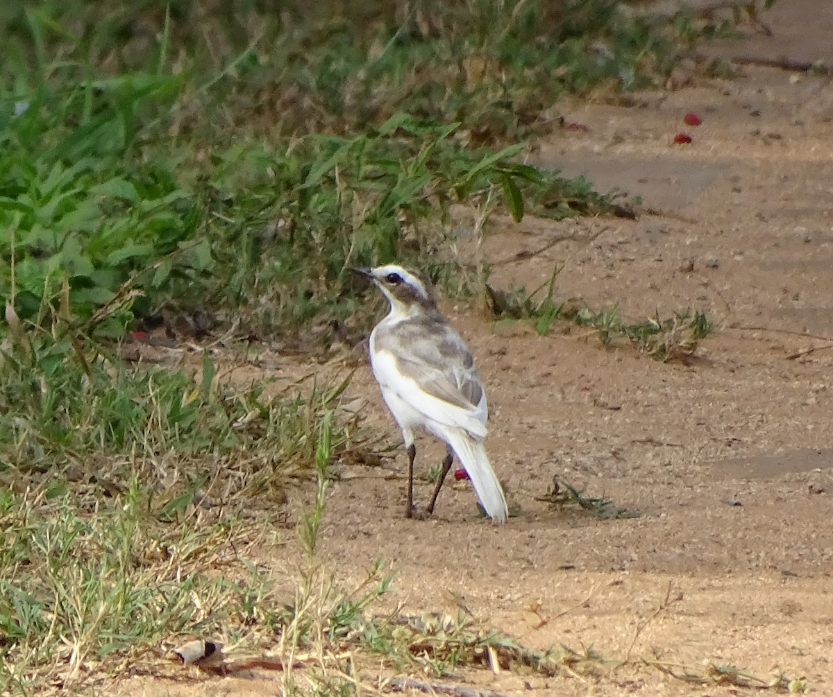 African Pied Wagtail - Doris  Schaule