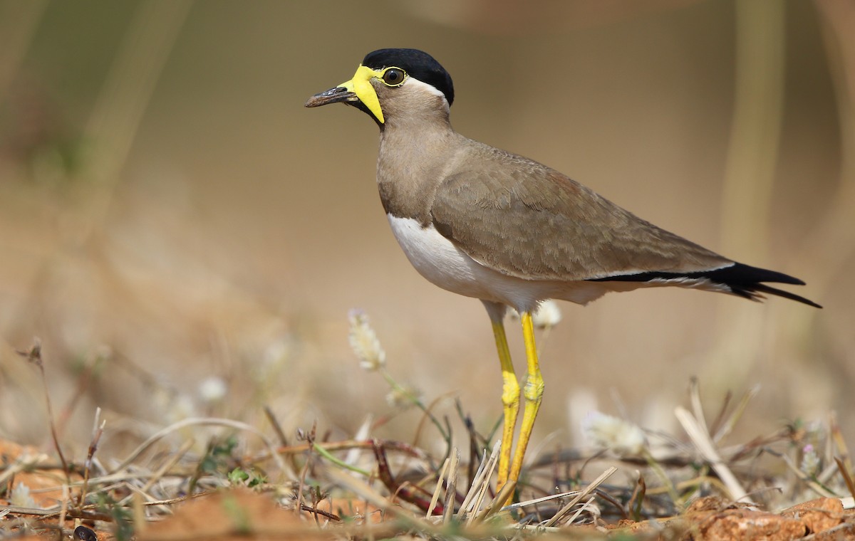 Yellow-wattled Lapwing - Albin Jacob