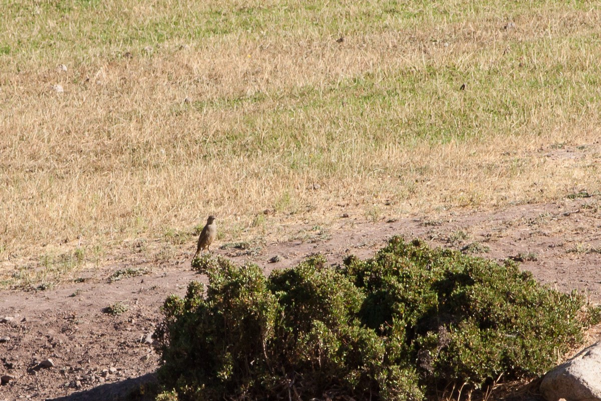 Great Shrike-Tyrant - ML89270811