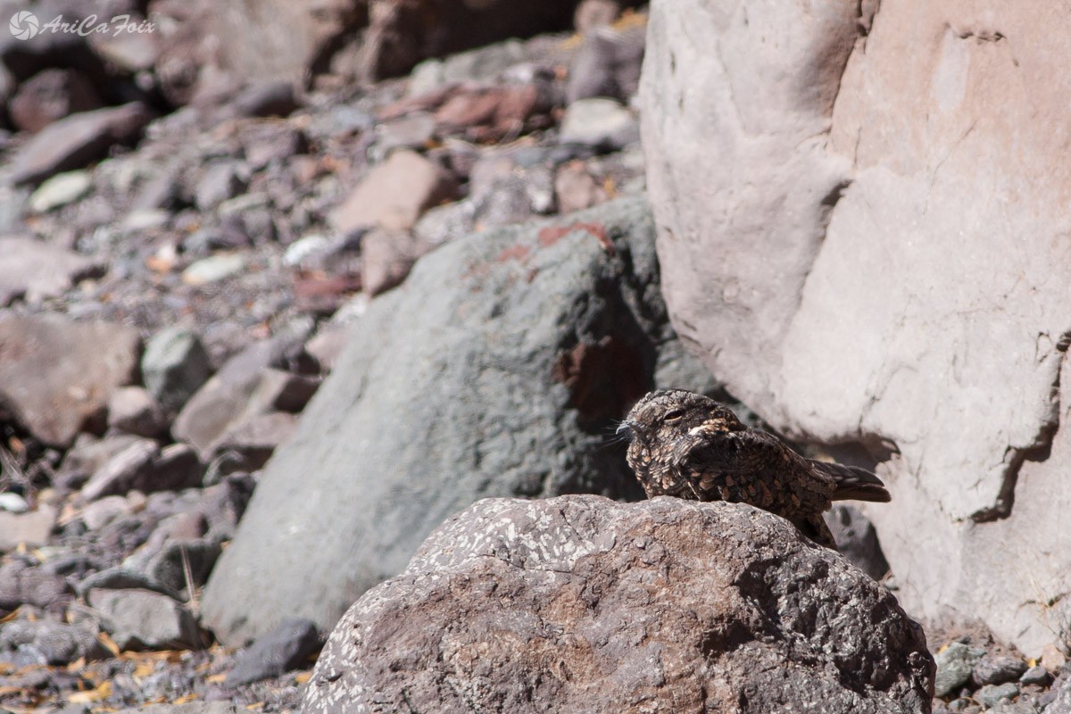 Band-winged Nightjar (Austral) - ML89270871