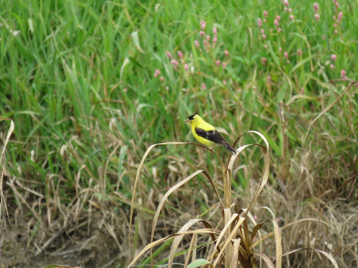 American Goldfinch - Robert Sams