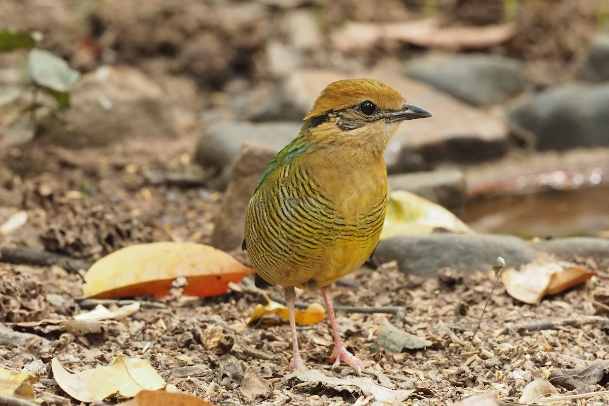 Bar-bellied Pitta - Scott (瑞興) LIN(林)