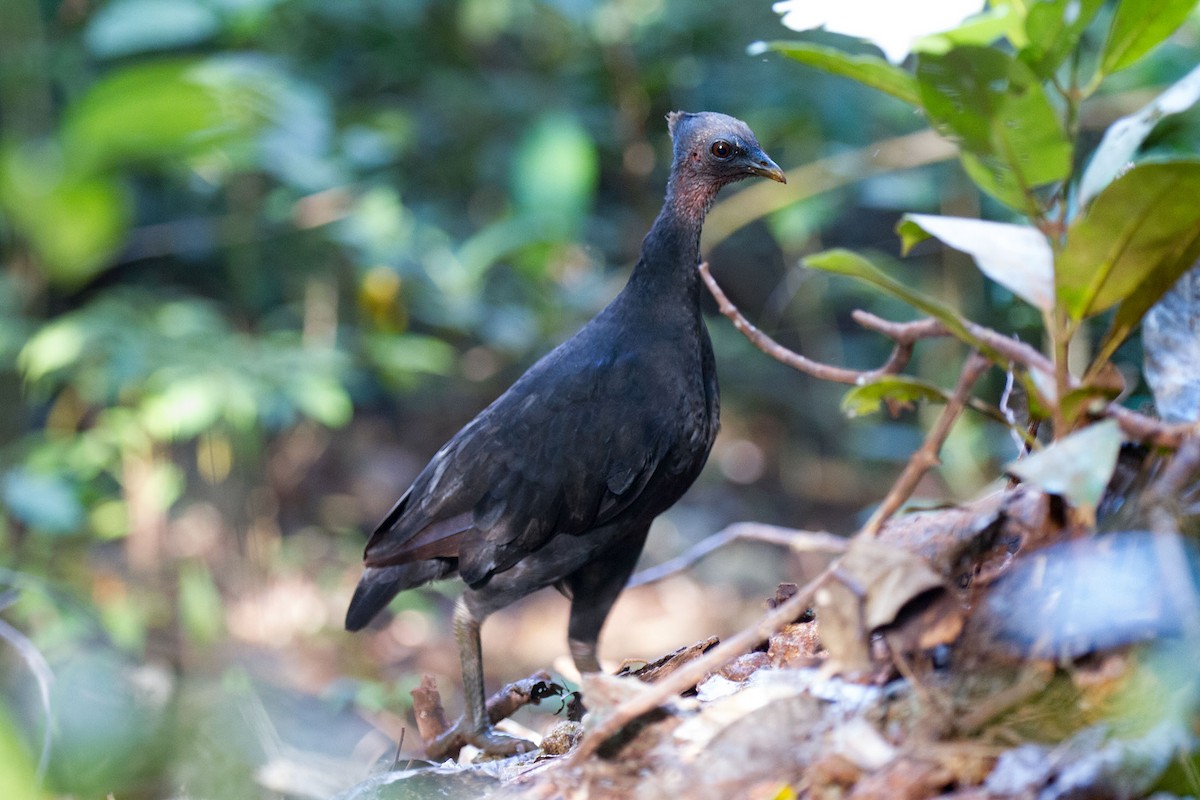 Dusky Megapode (Dusky) - Kristof Zyskowski