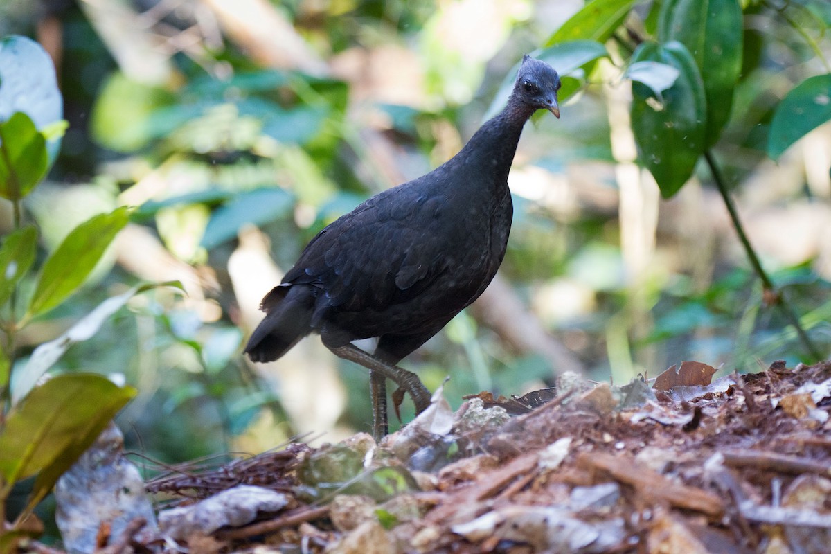 Dusky Megapode (Dusky) - ML89272541