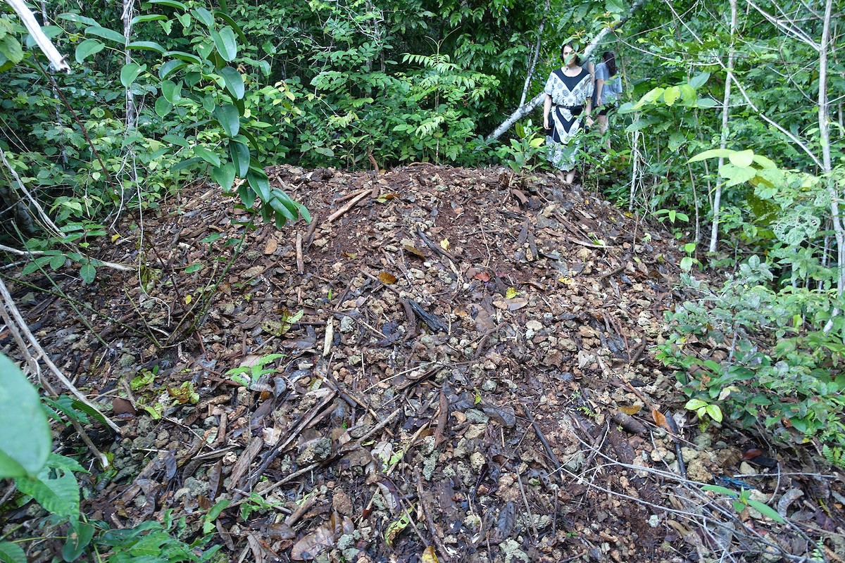 Dusky Megapode (Dusky) - ML89272561