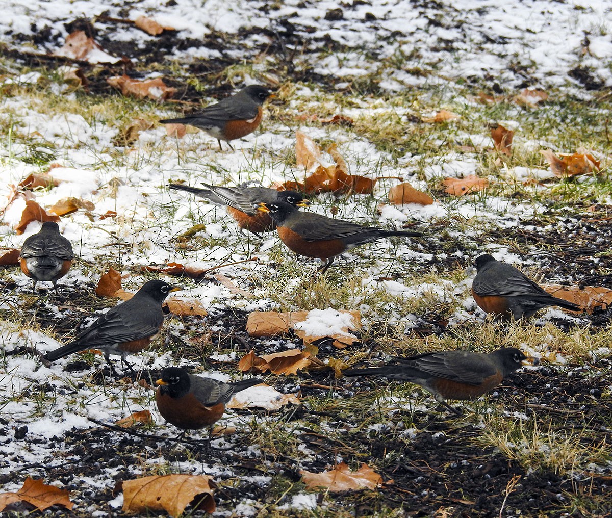 American Robin - ML89273301
