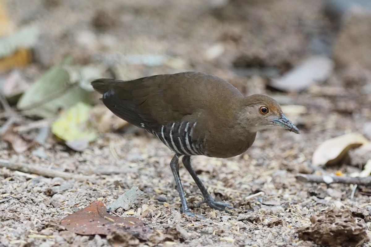 Slaty-legged Crake - ML89273681