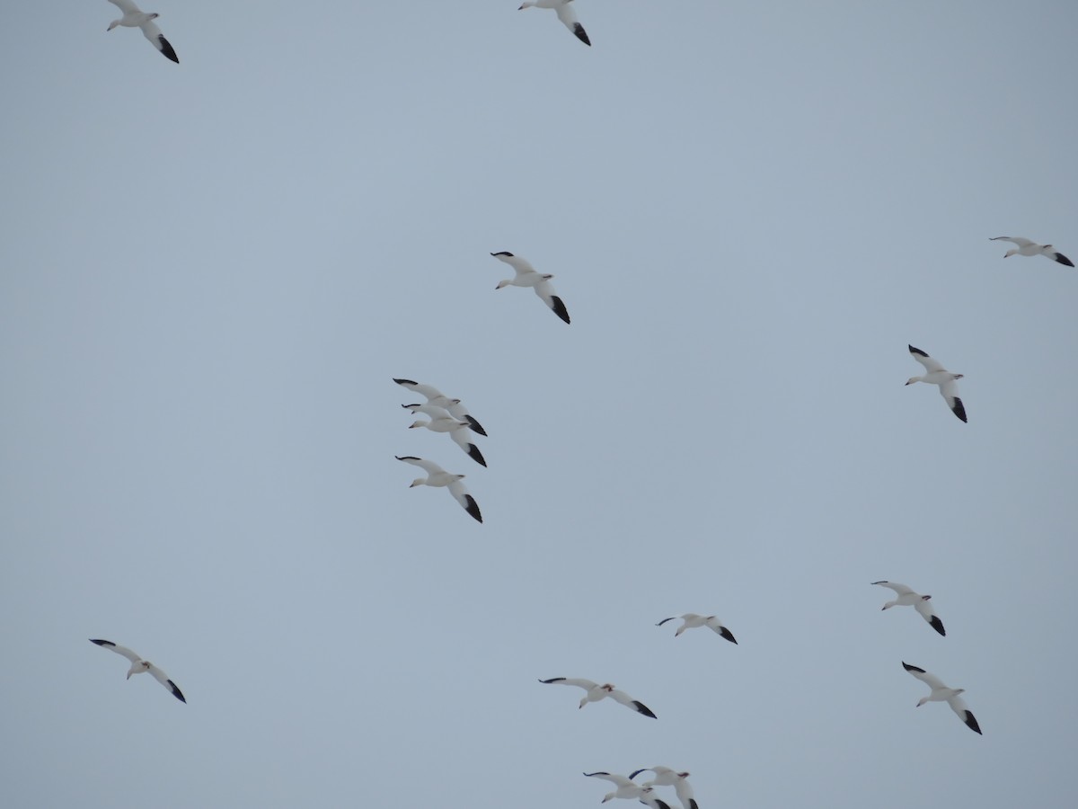 Snow Goose - ML89273711