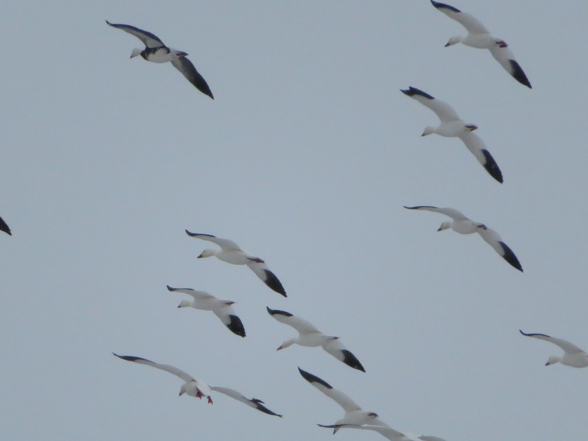 Snow Goose - ML89273731
