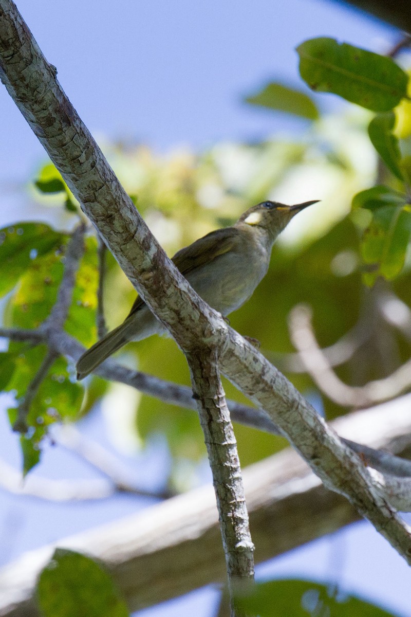 Mimic Honeyeater - ML89273861