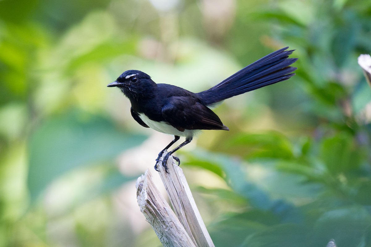 Willie-wagtail - Kristof Zyskowski