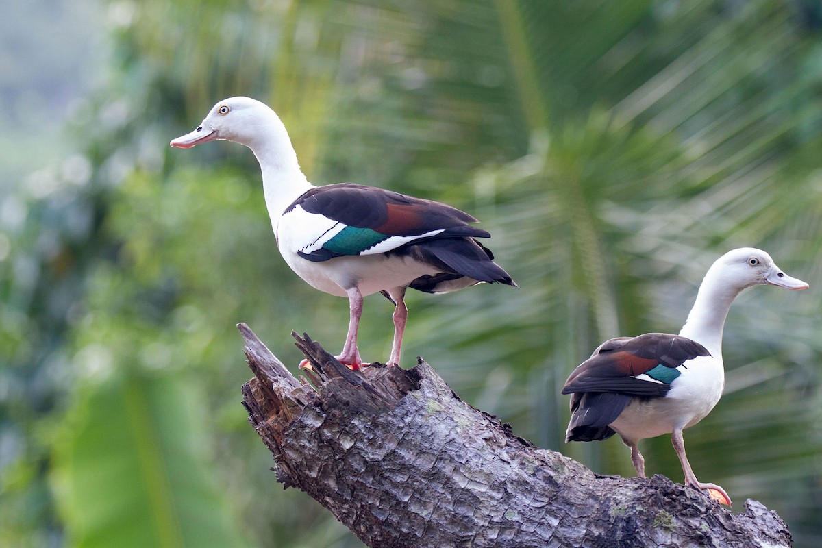 Radjah Shelduck - ML89274061