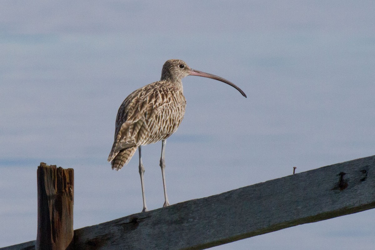 Far Eastern Curlew - ML89274221