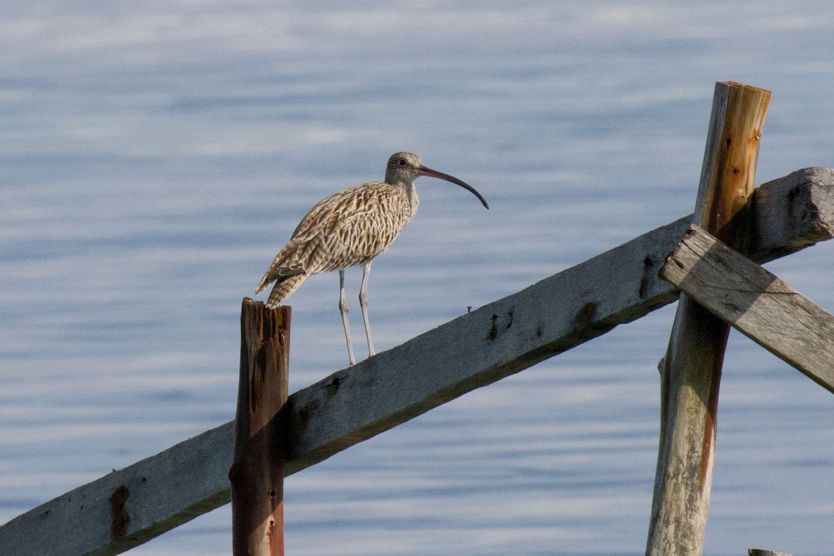 Far Eastern Curlew - ML89274251