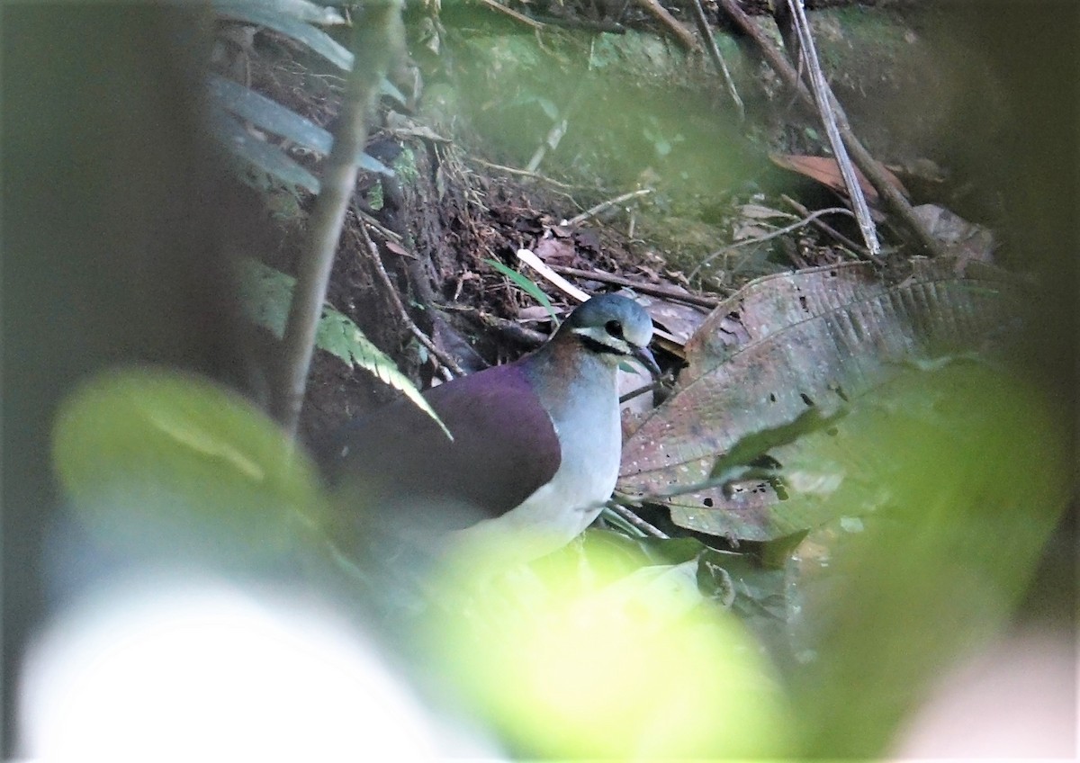 Sapphire Quail-Dove - ML89275121