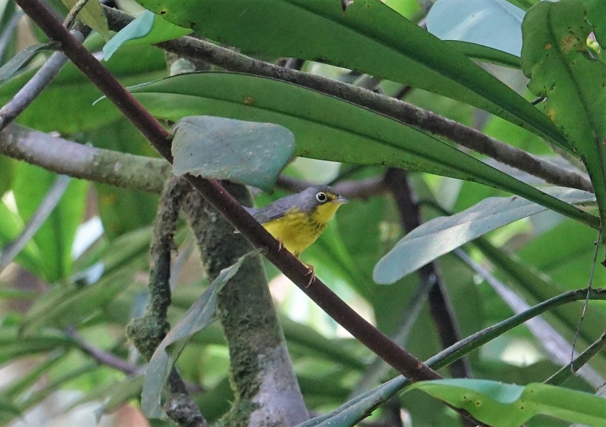 Canada Warbler - ML89275551