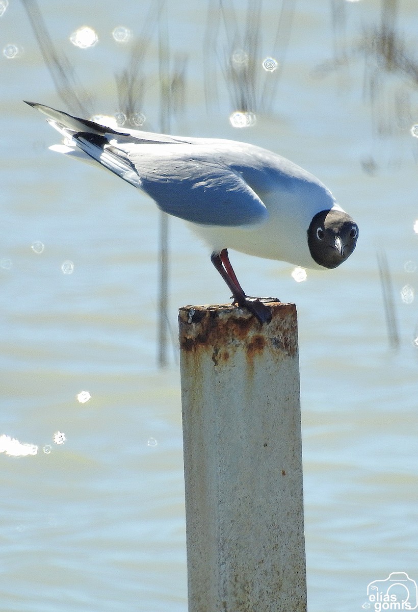 Black-headed Gull - Elías  Gomis Martín