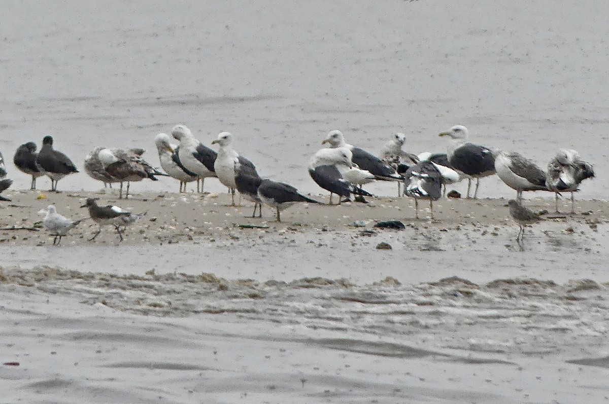 Lesser Black-backed Gull - ML89276261