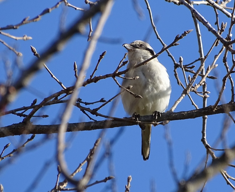 Great Gray Shrike (Steppe) - ML89276931