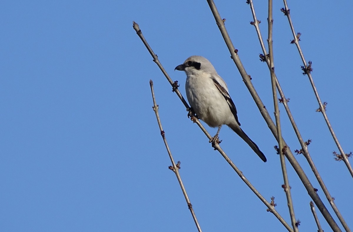 Great Gray Shrike (Steppe) - ML89276961