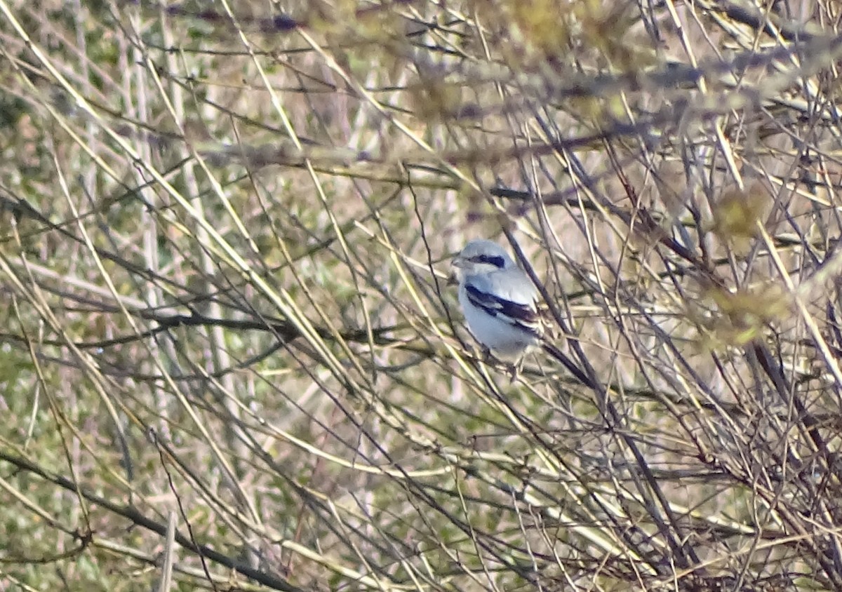 Great Gray Shrike (Steppe) - ML89276991