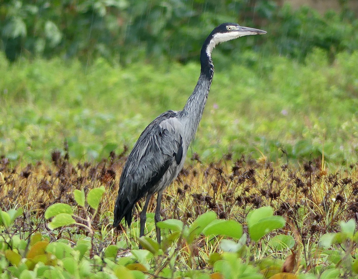 Schwarzhalsreiher - ML89277401