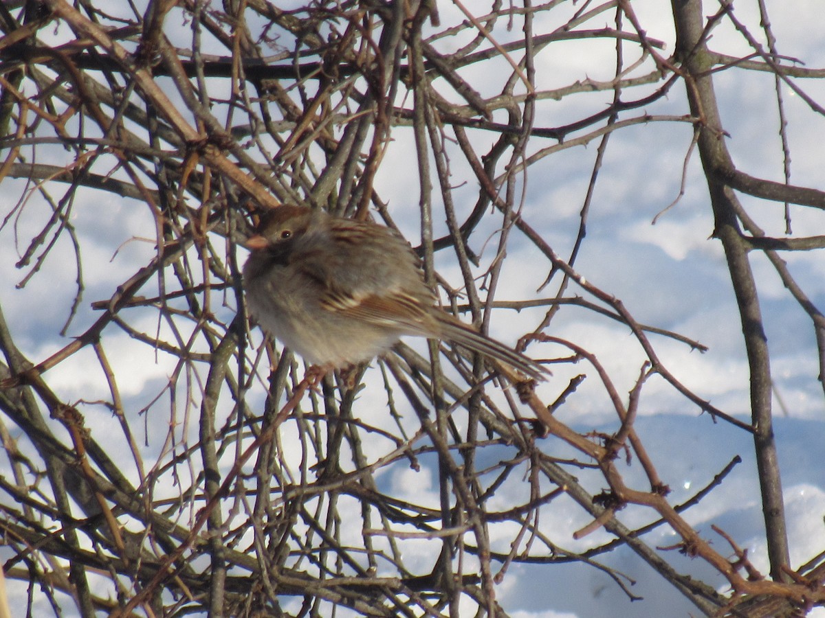 Field Sparrow - John Coyle