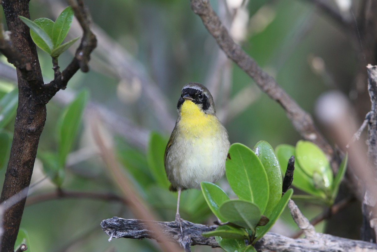 Common Yellowthroat - ML89278941