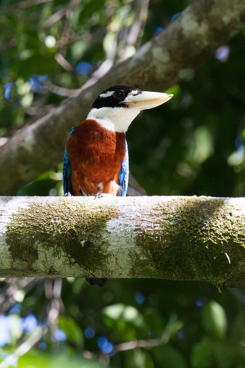 Rufous-bellied Kookaburra - ML89279131