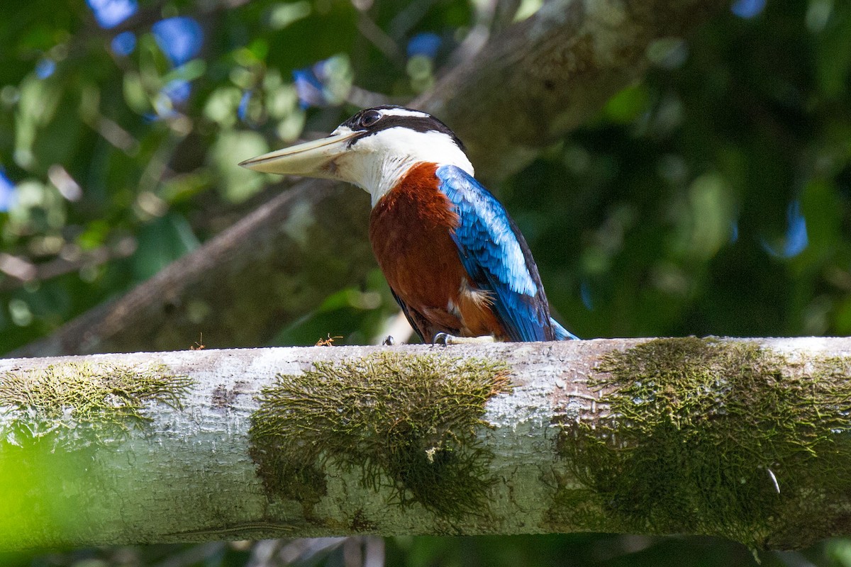 Rufous-bellied Kookaburra - ML89279151