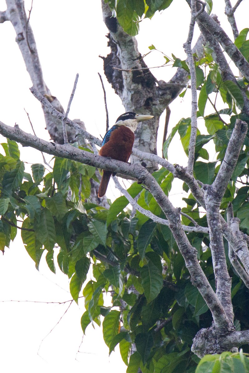 Rufous-bellied Kookaburra - ML89279181