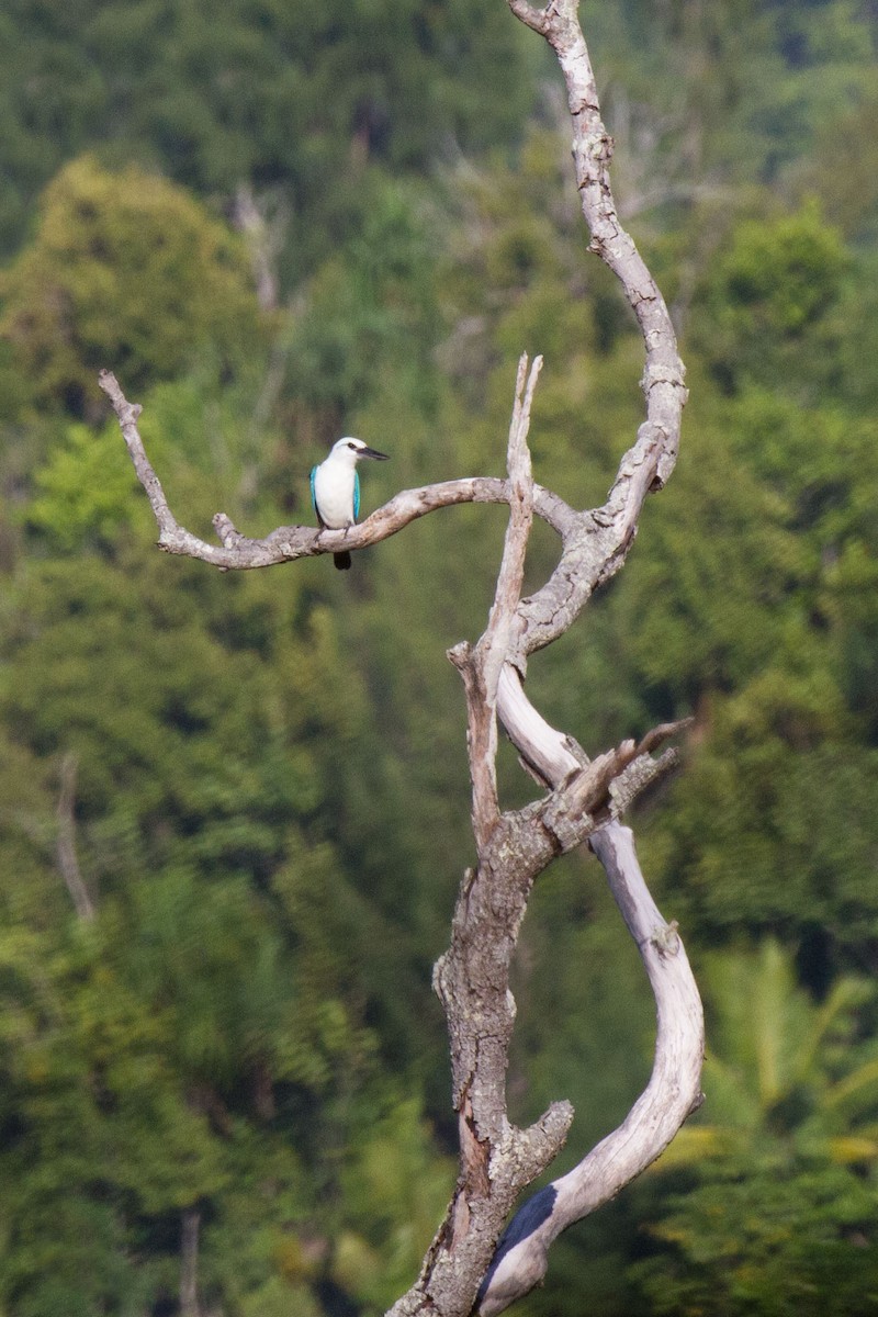 Beach Kingfisher (Beach) - ML89279231