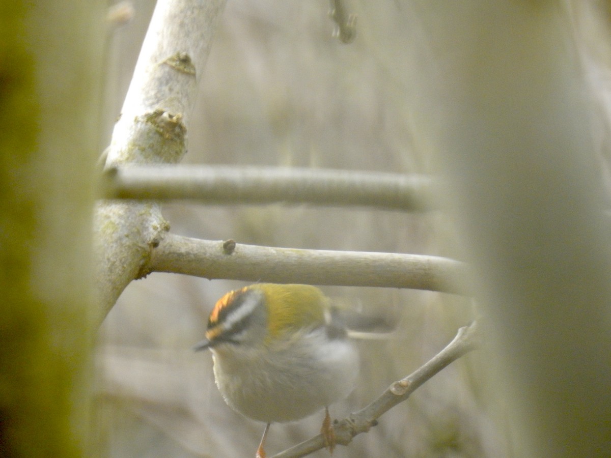 Common Firecrest - ML89279431