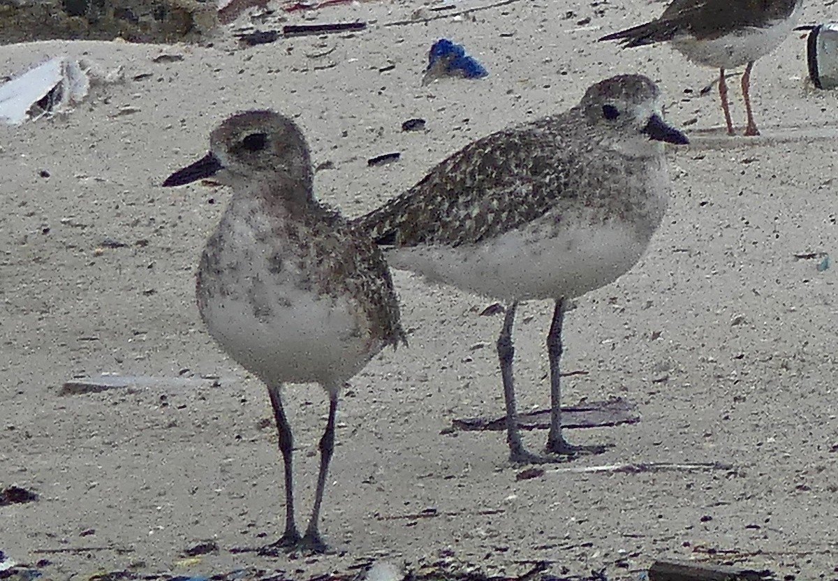 Black-bellied Plover - Katherine Clark