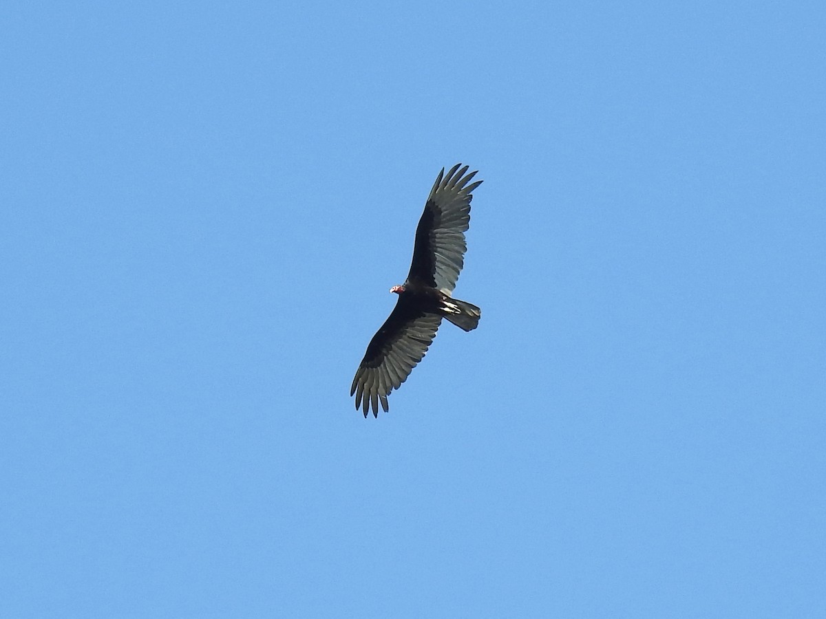 Turkey Vulture - ML89281471