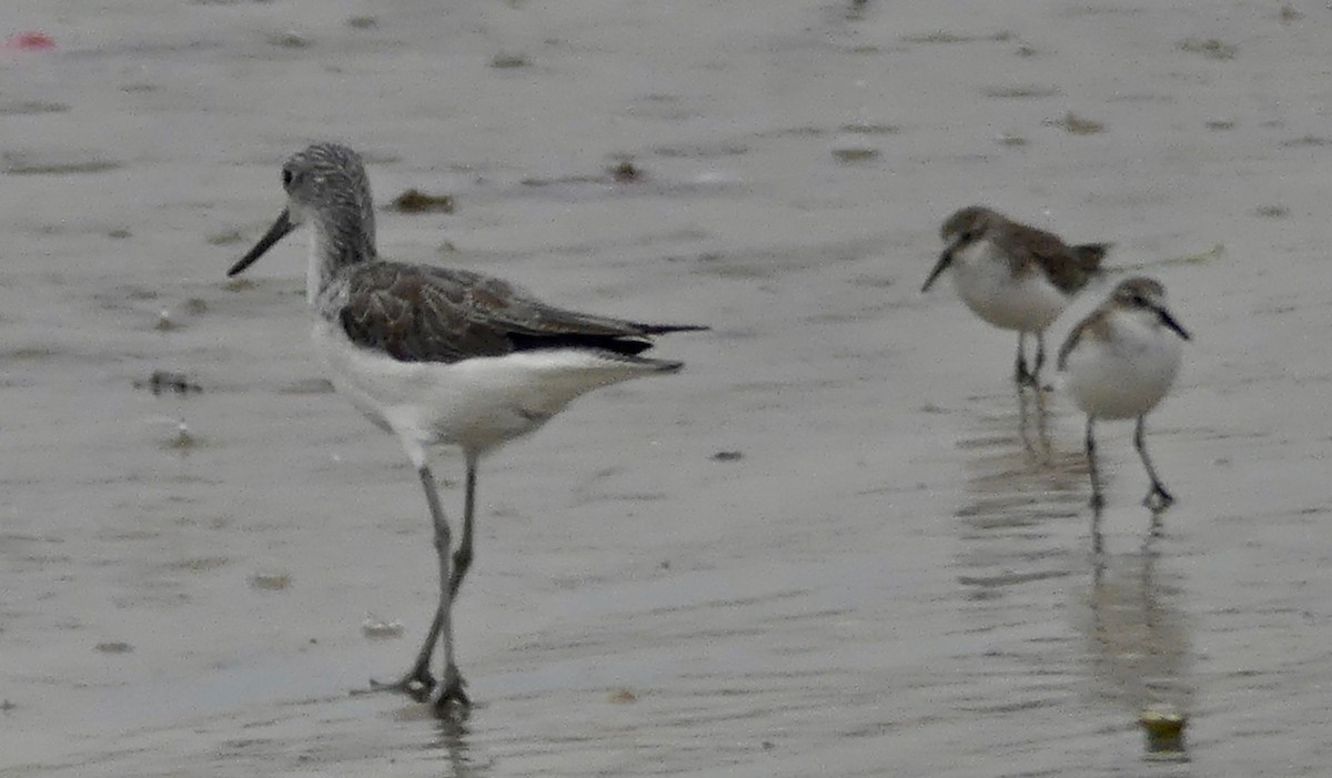 Common Greenshank - Katherine Clark