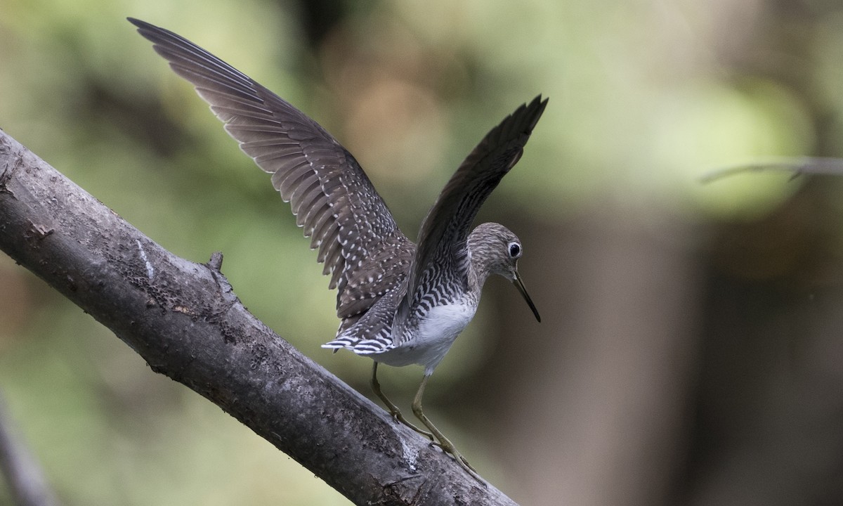 Solitary Sandpiper - ML89282911