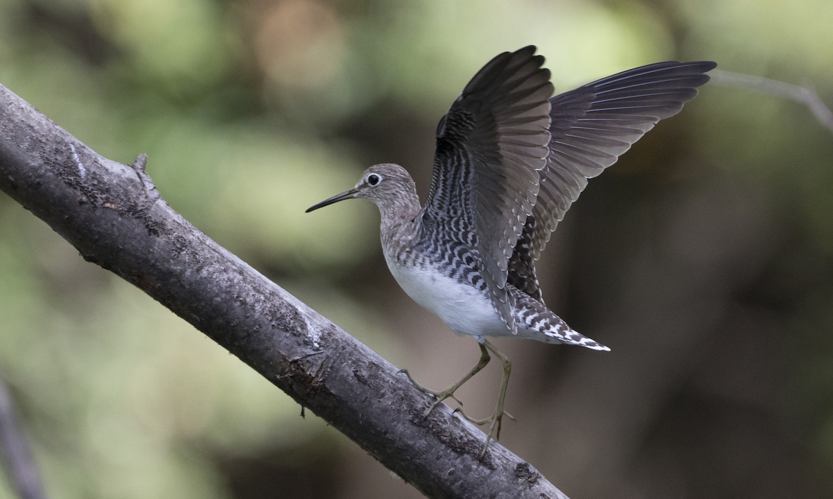 Solitary Sandpiper - ML89282921