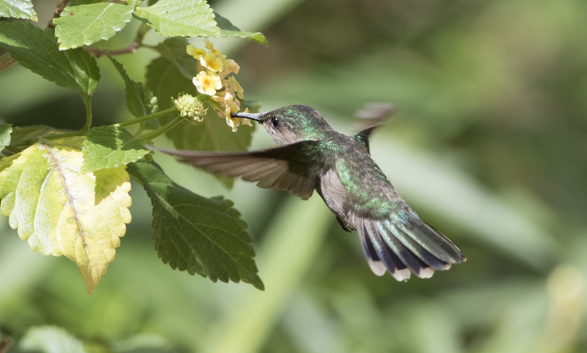 Antillean Crested Hummingbird - ML89283041