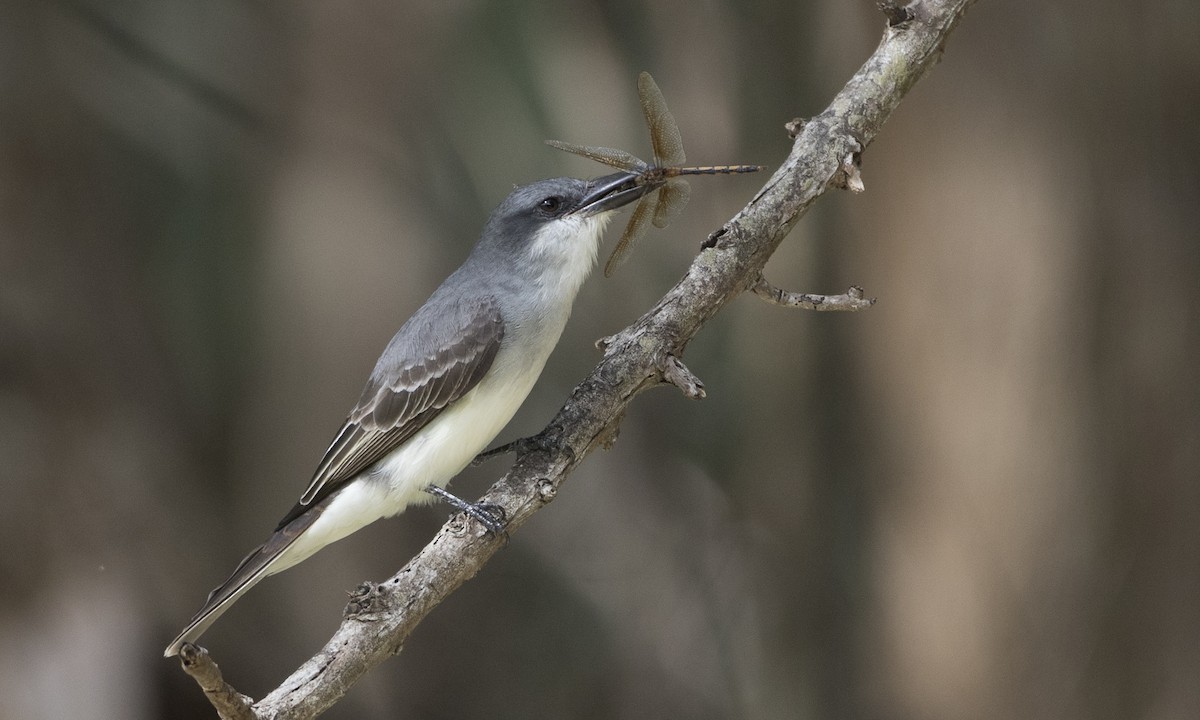 Gray Kingbird - ML89283081