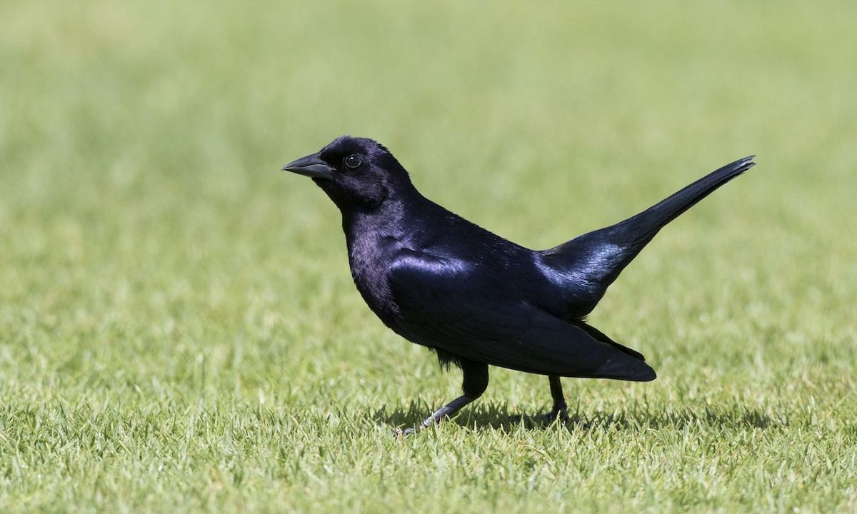 Shiny Cowbird - ML89283201