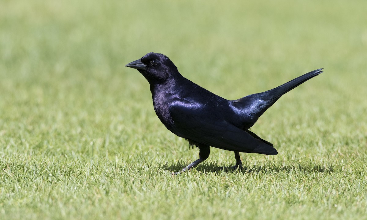 Shiny Cowbird - Brian Sullivan