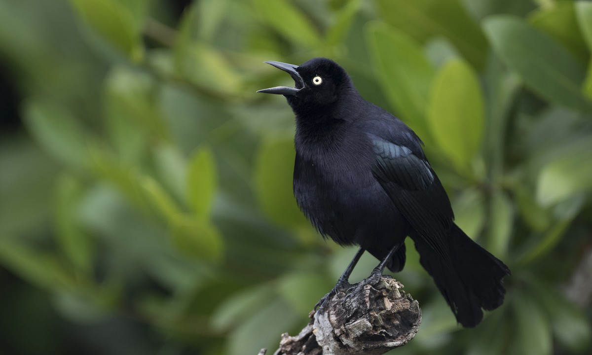 Carib Grackle - ML89283261