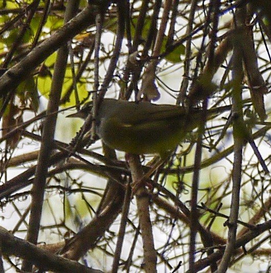 Dickichtwaldsänger - ML89284361