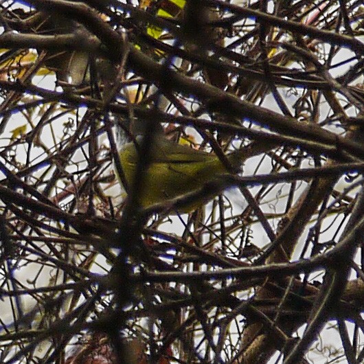 Dickichtwaldsänger - ML89284371