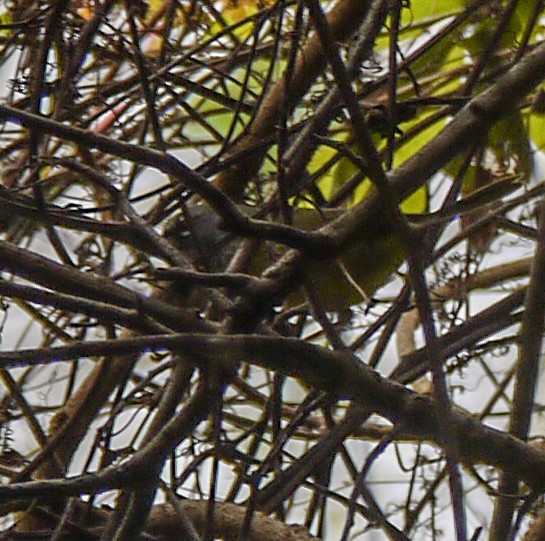 Dickichtwaldsänger - ML89284381