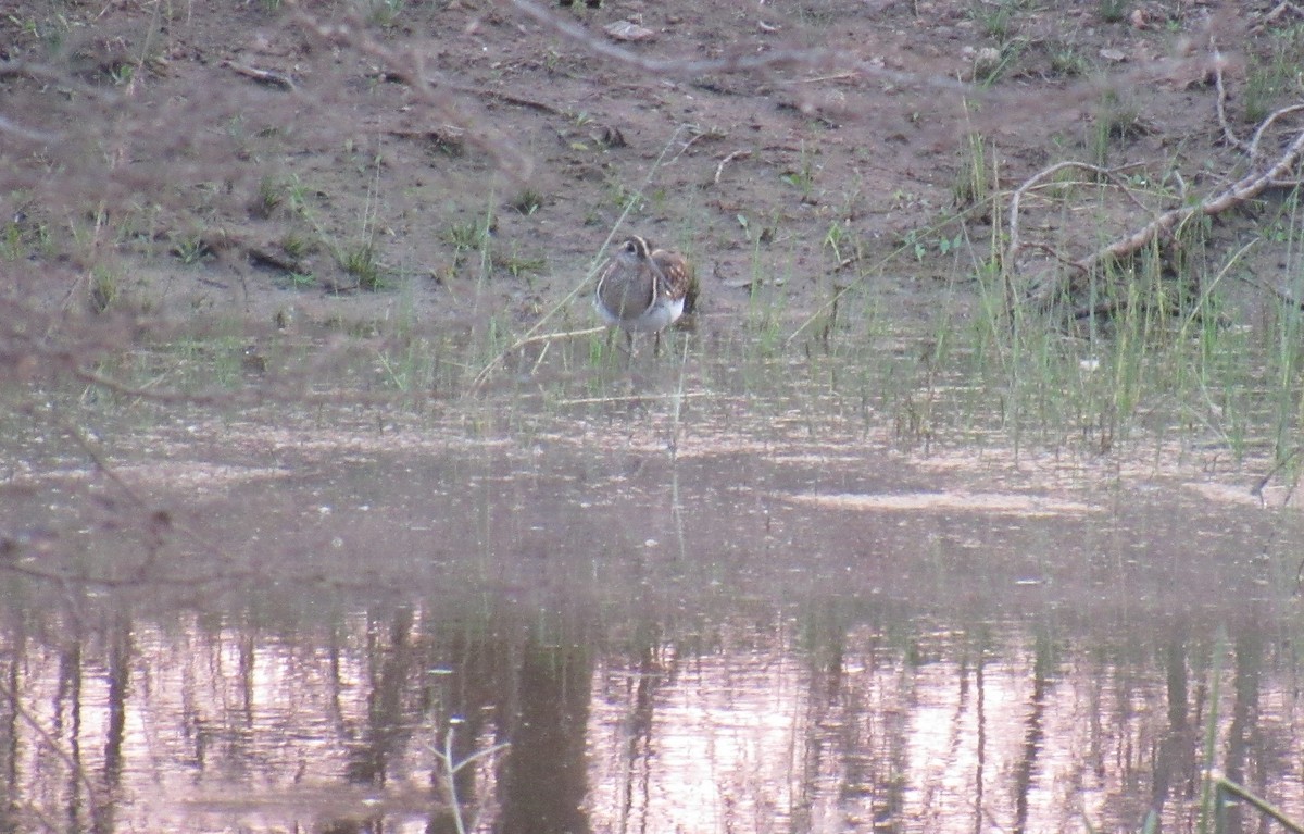 Greater Painted-Snipe - Kalaimani Ayuthavel