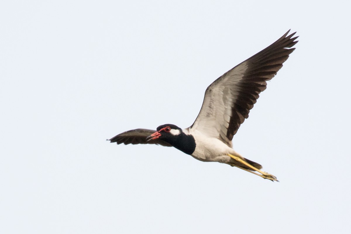 Red-wattled Lapwing - ML89285781