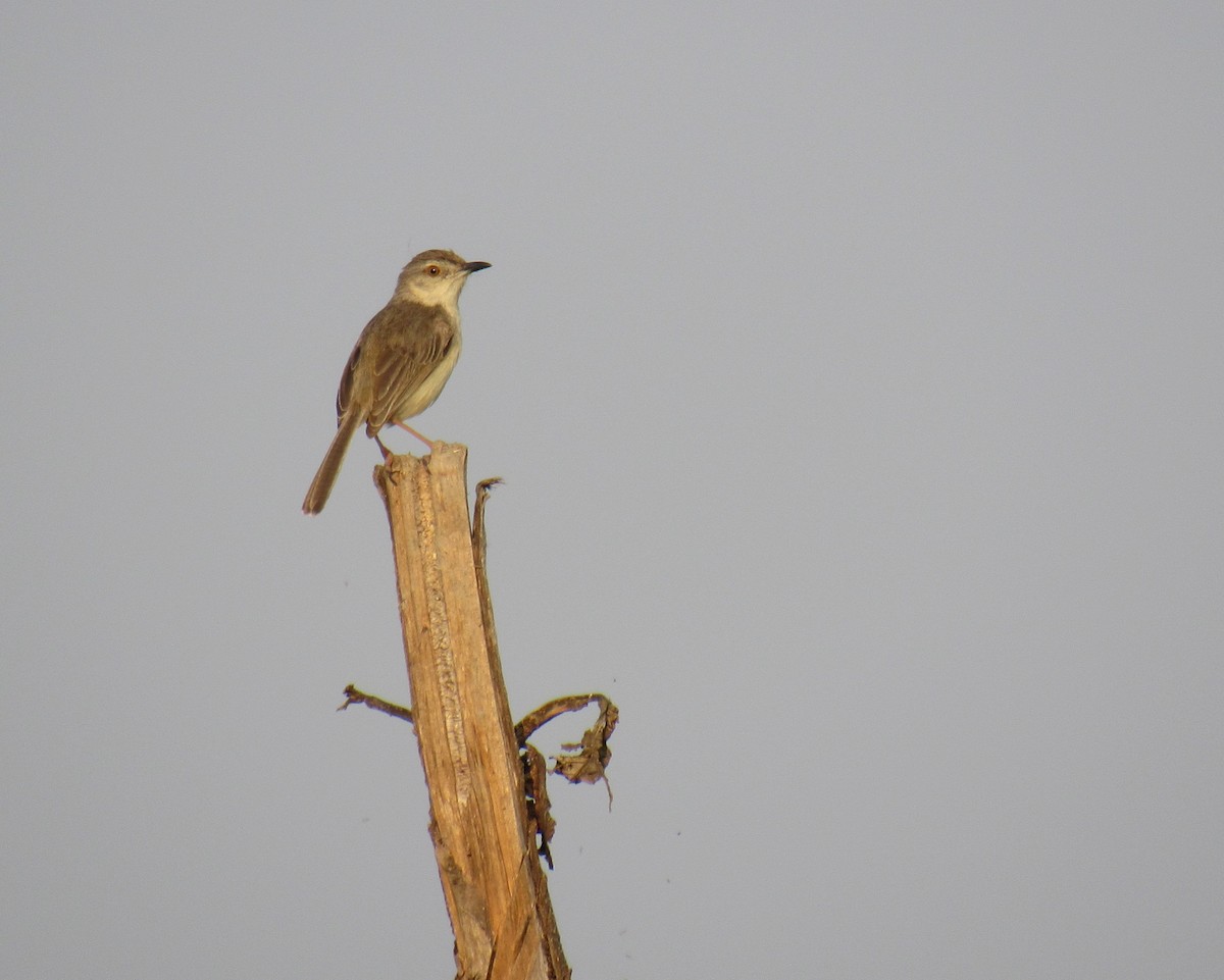 Plain Prinia - Kalaimani Ayuthavel