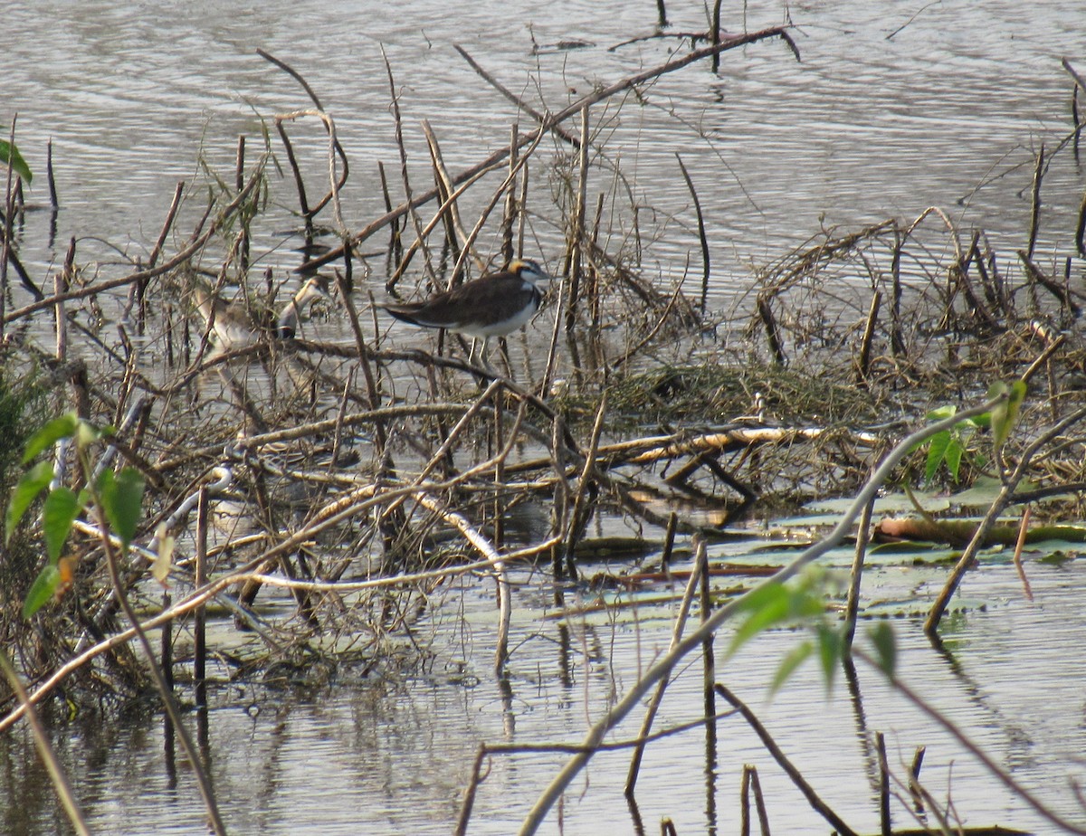 Pheasant-tailed Jacana - ML89286371